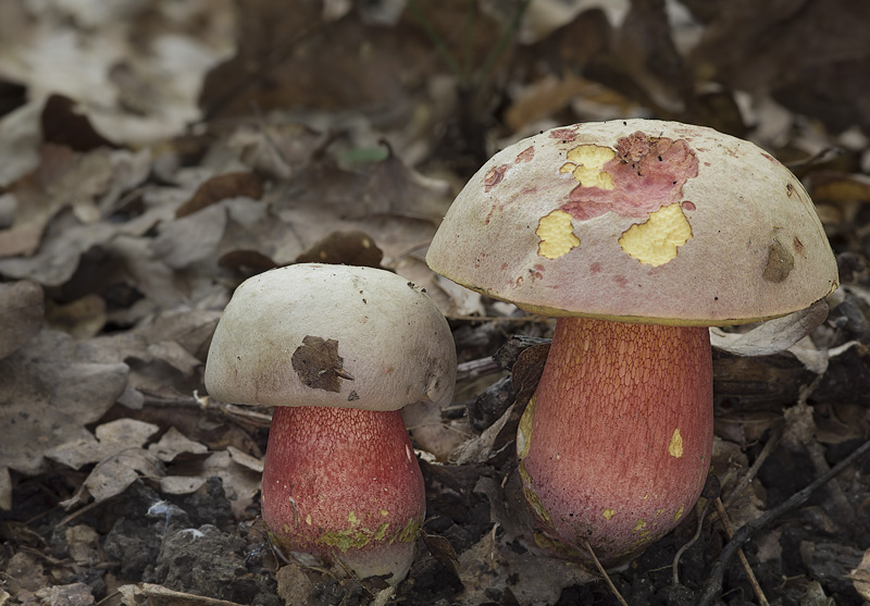 Boletus legaliae